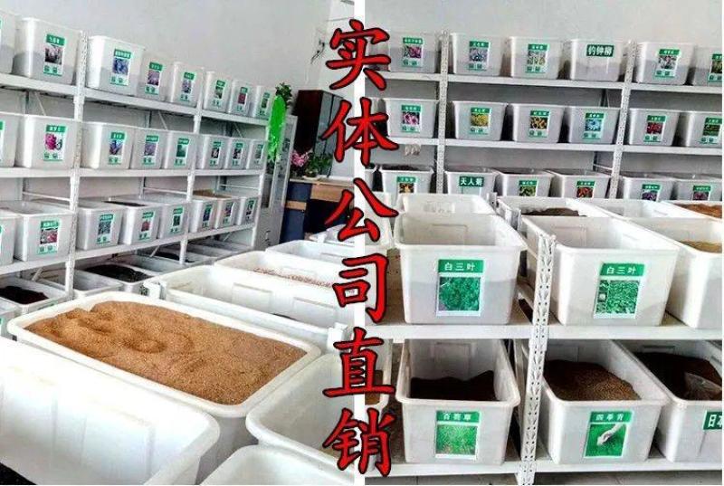 老芒麦种子，防沙固土饲用养殖牧草多年生耐寒耐旱园林绿化生