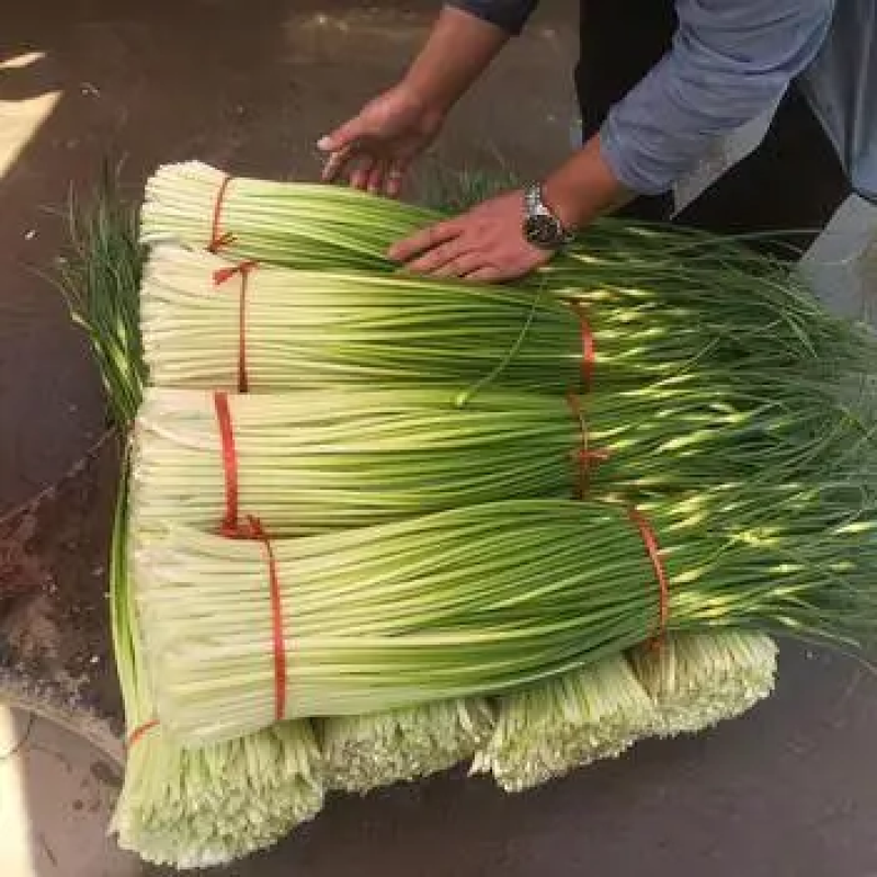 蒜苔精品白帽蒜苔绿帽蒜苔代发市场电超加工