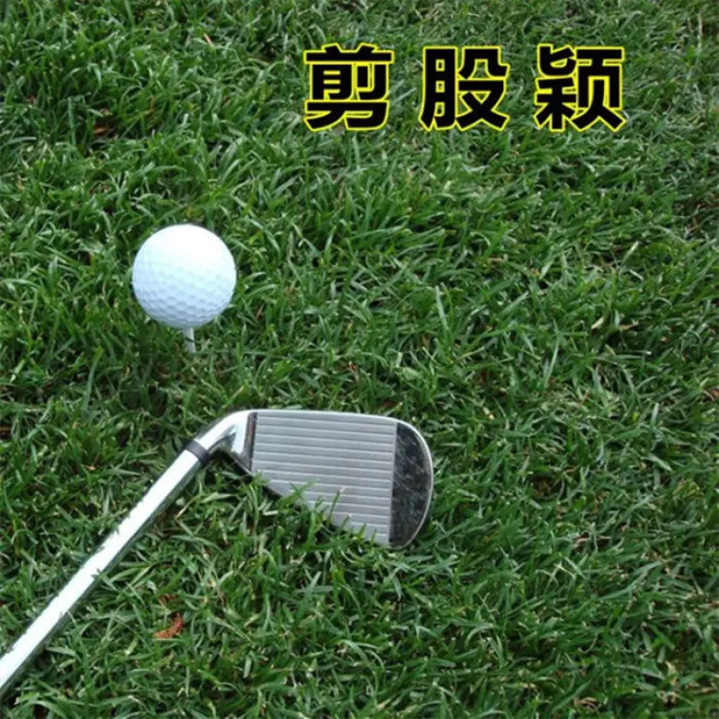 剪股颖草坪草籽进口种子矮生超矮耐寒耐旱耐踏免修剪庭院高档