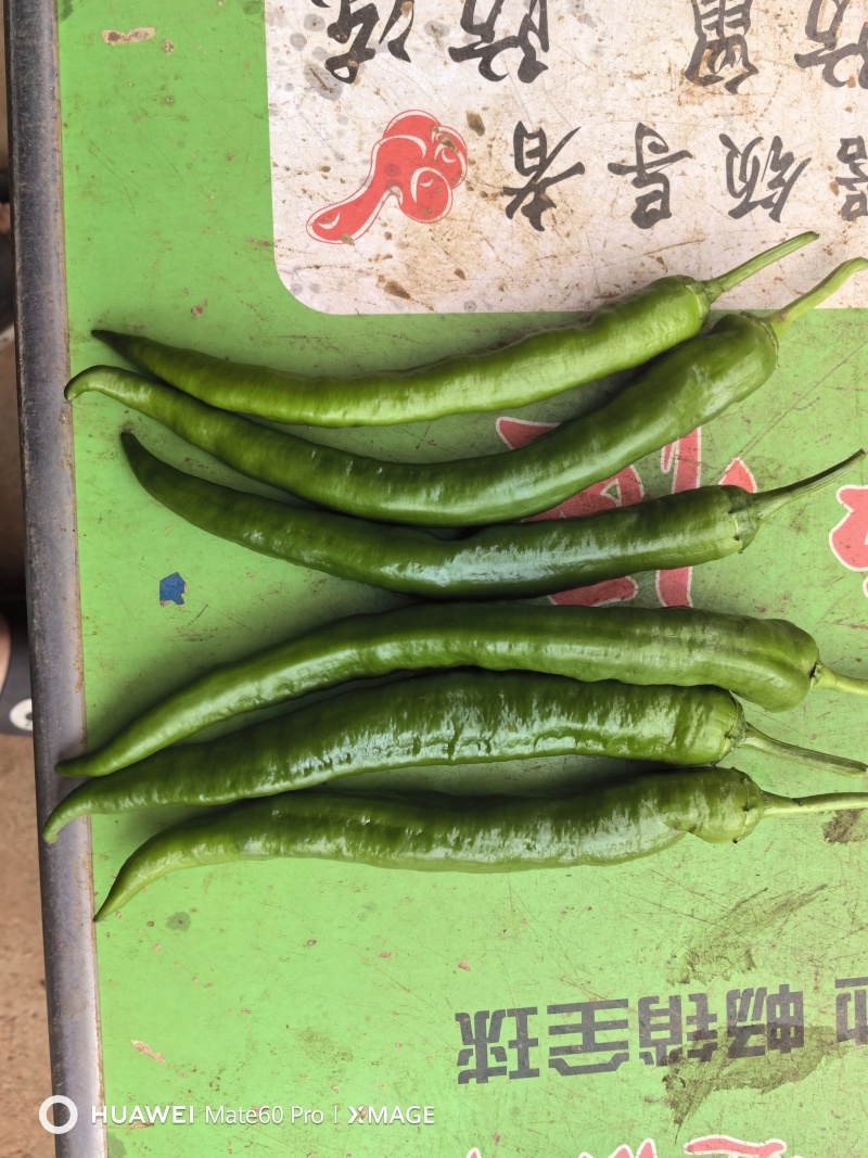 55号