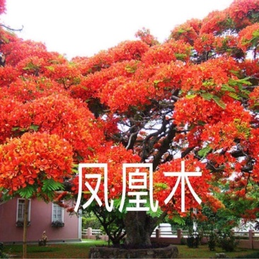 凤凰木种子，四季易种凤凰树多年生庭院景观风景树种子观赏花