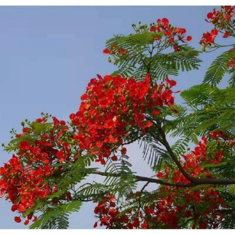 凤凰木种子，四季易种凤凰树多年生庭院景观风景树种子观赏花