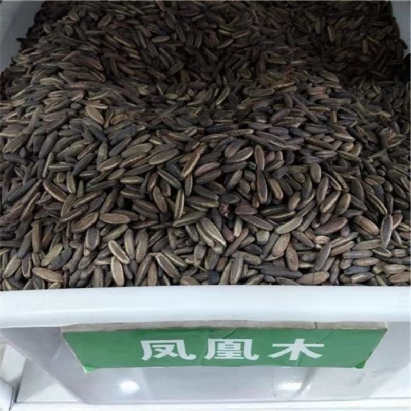 凤凰木种子，四季易种凤凰树多年生庭院景观风景树种子观赏花