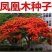 凤凰木种子，四季易种凤凰树多年生庭院景观风景树种子观赏花