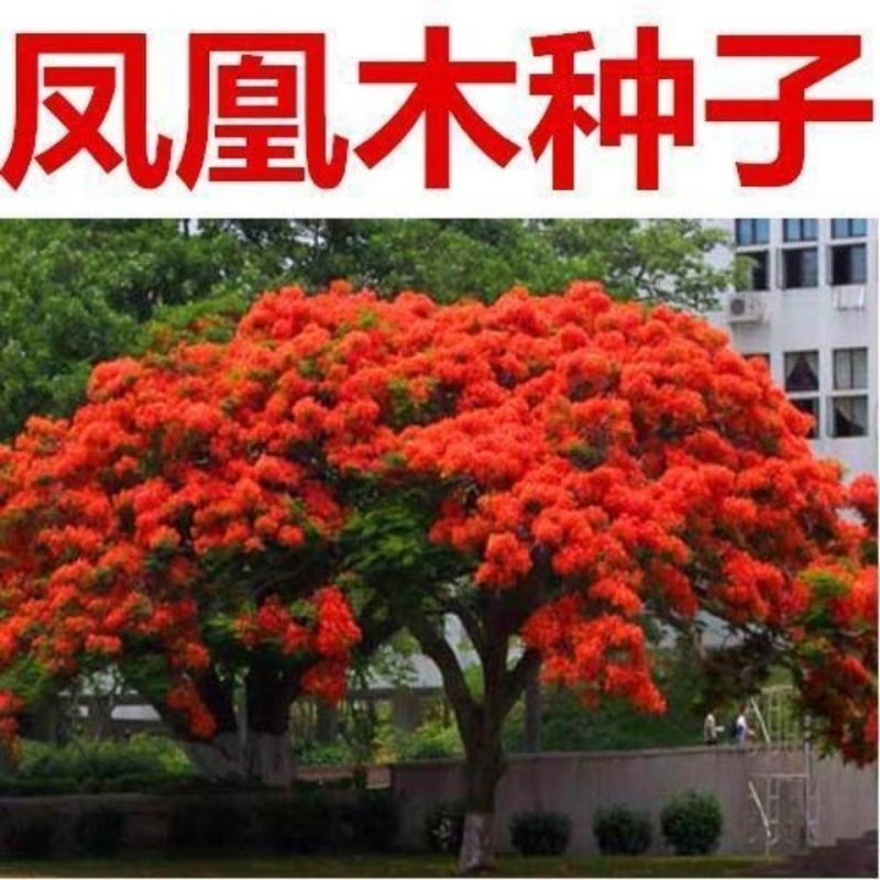 凤凰木种子，四季易种凤凰树多年生庭院景观风景树种子观赏花