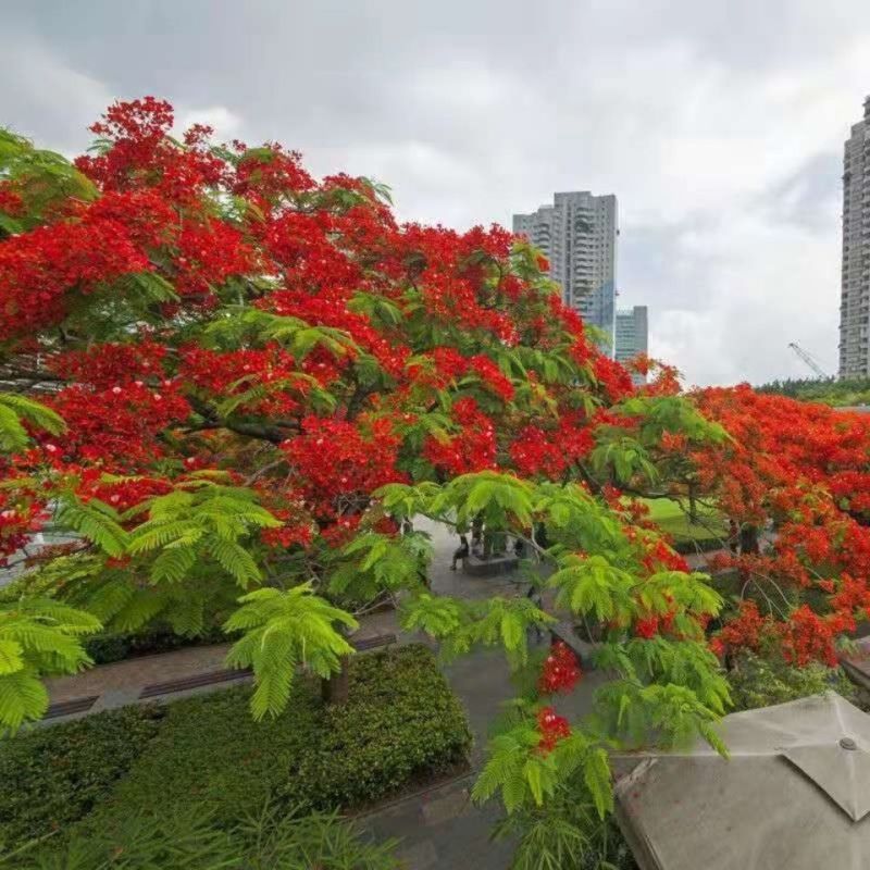 凤凰木种子，四季易种凤凰树多年生庭院景观风景树种子观赏花