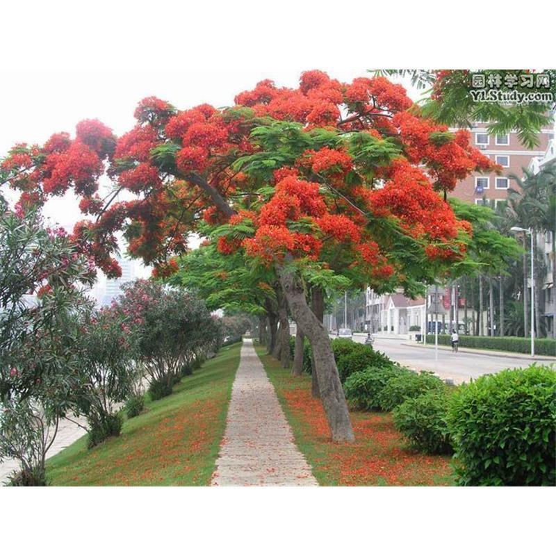 凤凰木种子，四季易种凤凰树多年生庭院景观风景树种子观赏花