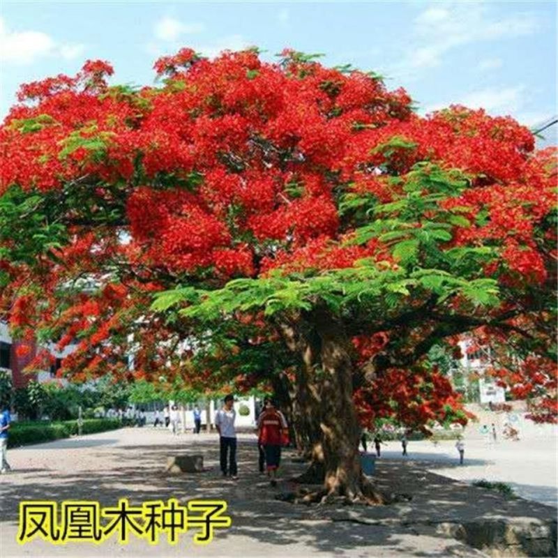 凤凰木种子，四季易种凤凰树多年生庭院景观风景树种子观赏花