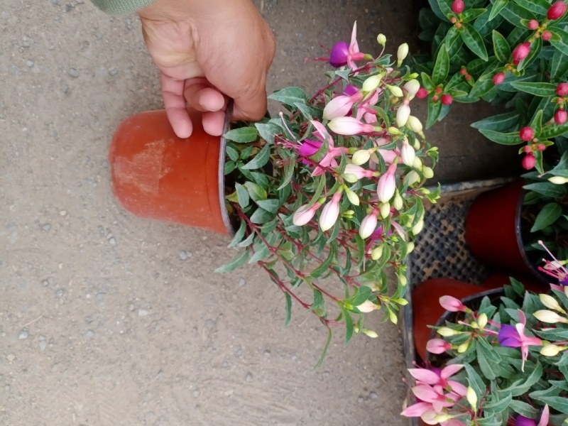 倒挂金钟，倒挂金钟盆花，山东到挂金钟基地直发量大从优
