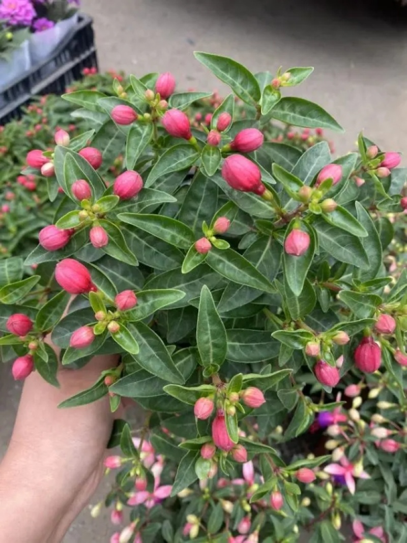 倒挂金钟，倒挂金钟盆花，山东到挂金钟基地直发量大从优