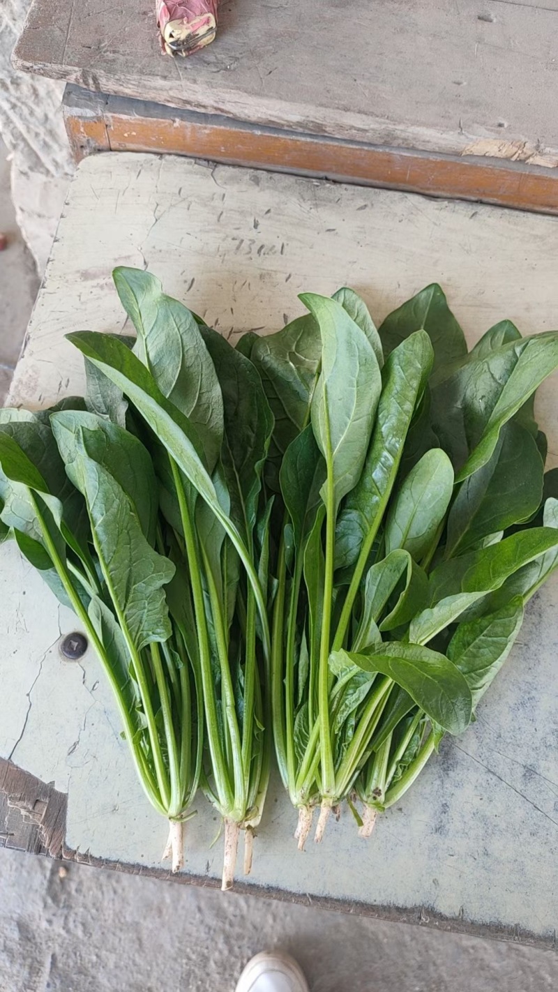 【菠菜热卖中🔥】适合各大电商平台商超批发市场
