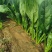 【菠菜热卖中🔥】适合各大电商平台商超批发市场
