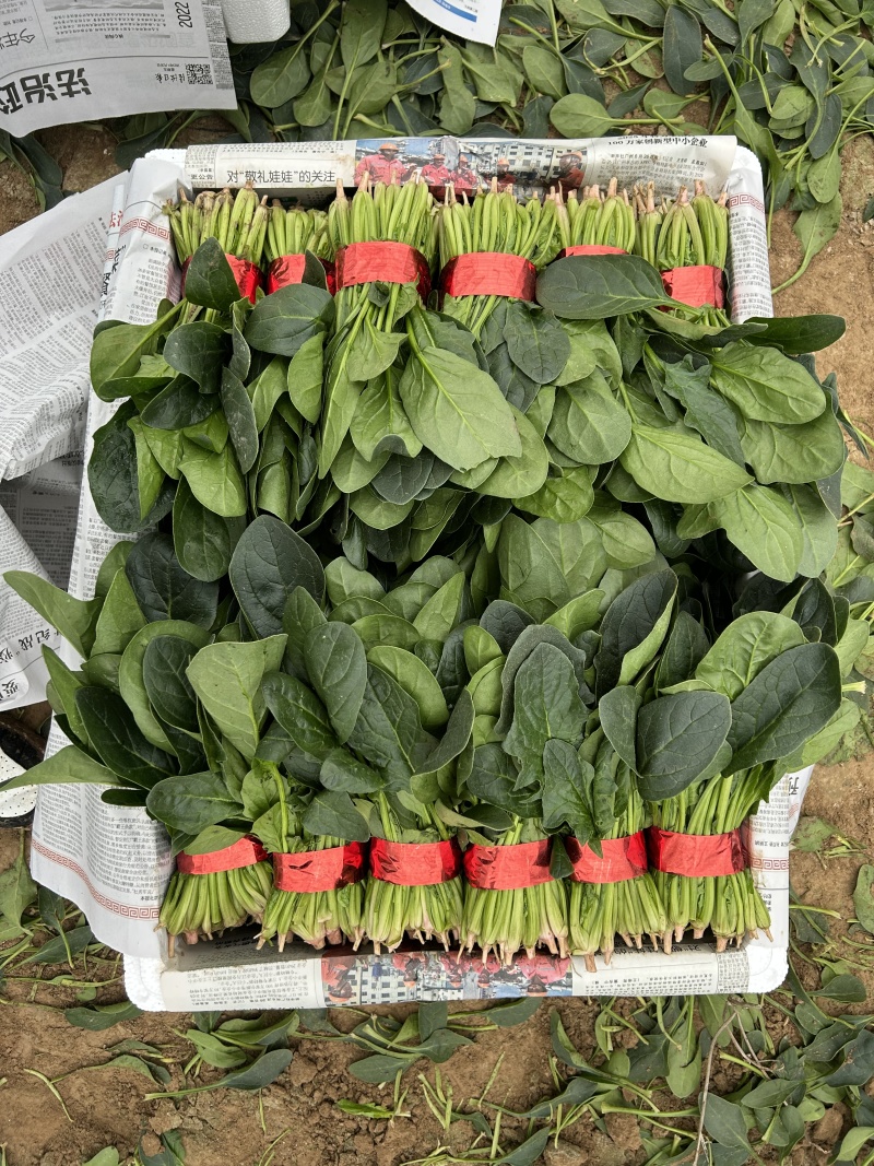 【菠菜热卖中🔥】适合各大电商平台商超批发市场