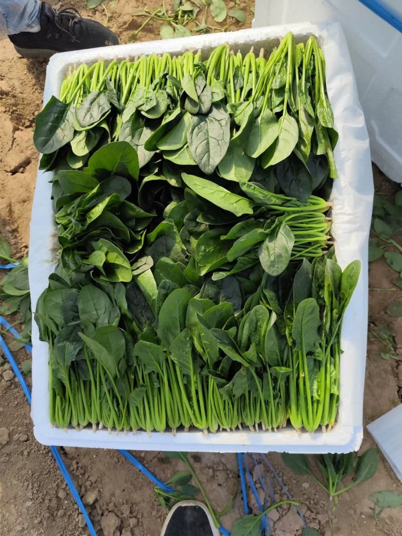 【热卖中🔥】精品菠菜大量有货17-40公分