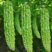 翠秀绿珍珠苦瓜种子杂交高产疙瘩苦瓜耐寒耐热抗病四季蔬菜