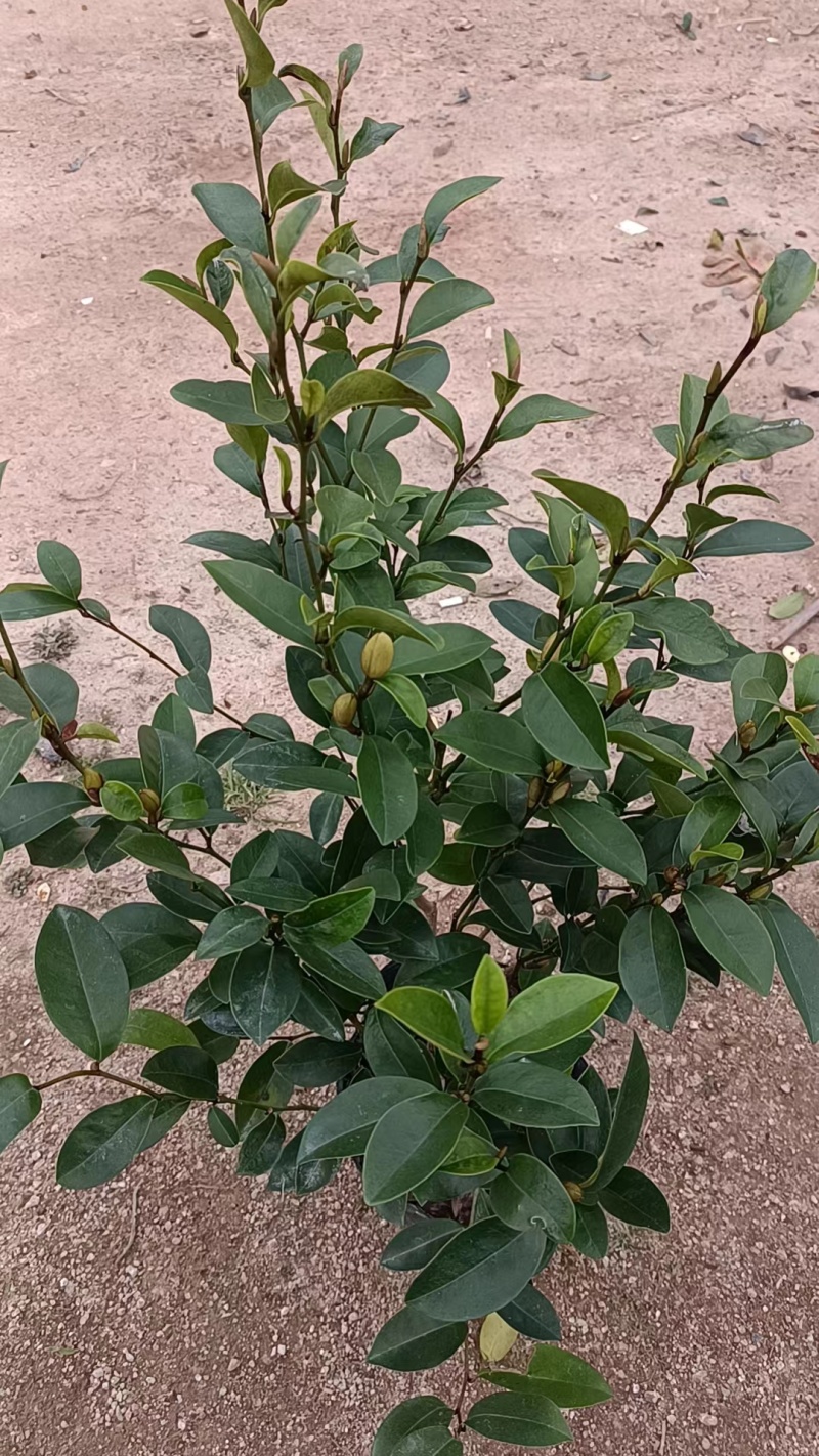 含笑高度25厘米到1米各种规格都有小杯大杯美植袋现货