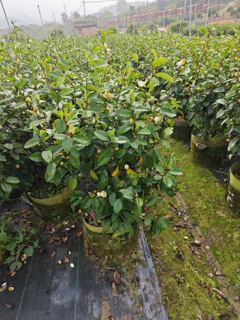 含笑高度25厘米到1米各种规格都有小杯大杯美植袋现货