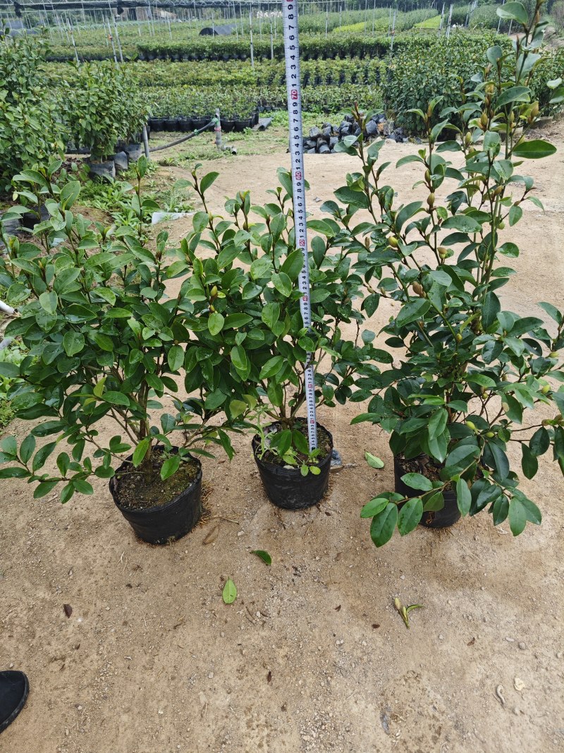 含笑高度25厘米到1米各种规格都有小杯大杯美植袋现货