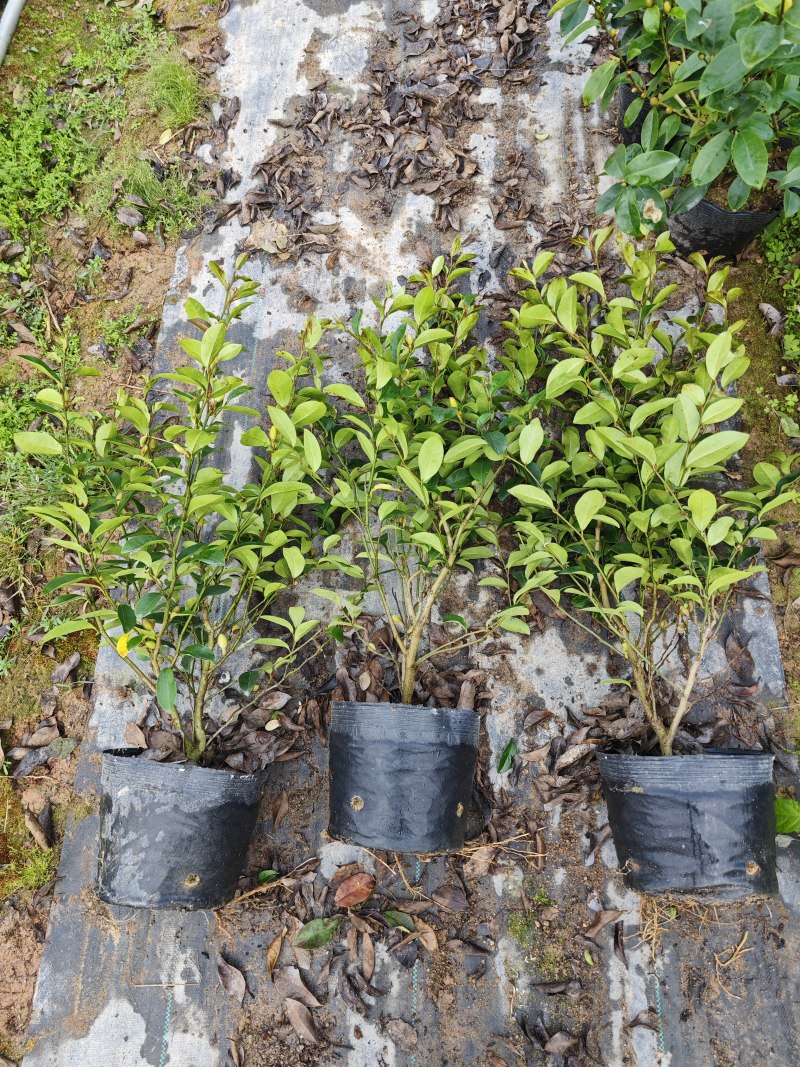 含笑高度25厘米到1米各种规格都有小杯大杯美植袋现货