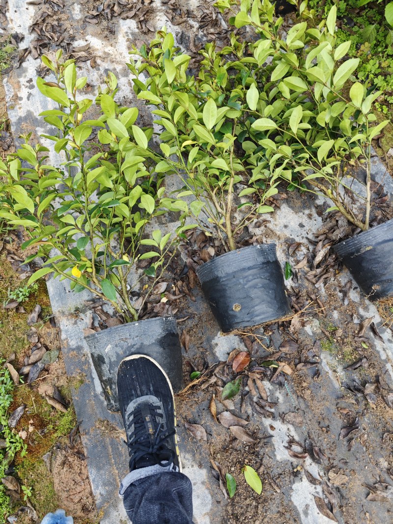 含笑高度25厘米到1米各种规格都有小杯大杯美植袋现货
