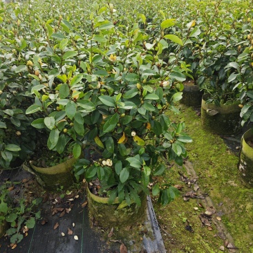 含笑高度25厘米到1米各种规格都有小杯大杯美植袋现货