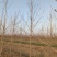 4-12cm银杏树出售，树形优美量大优惠，产地河北邢台
