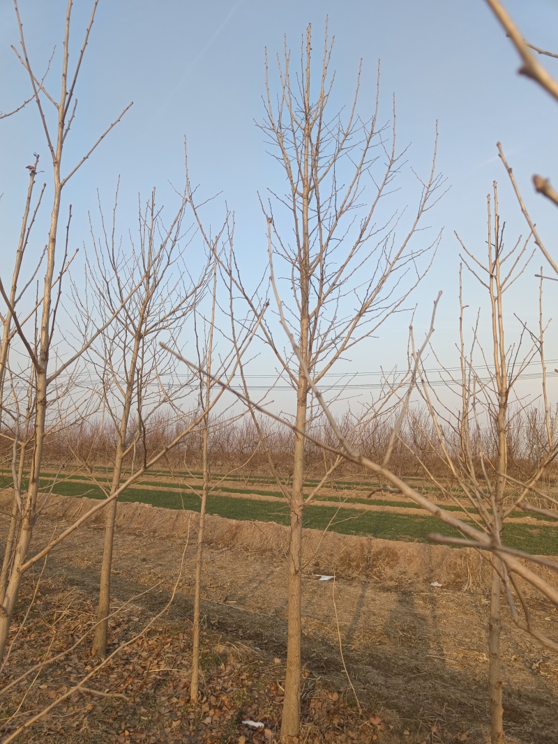 4-12cm银杏树出售，树形优美量大优惠，产地河北邢台