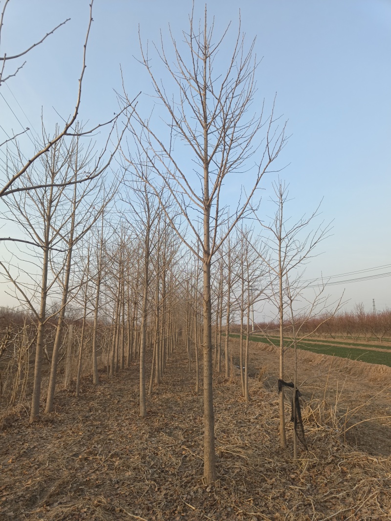 4-12cm银杏树出售，树形优美量大优惠，产地河北邢台