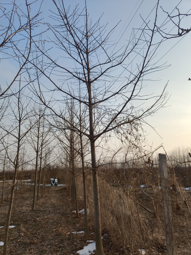 4-12cm银杏树出售，树形优美量大优惠，产地河北邢台