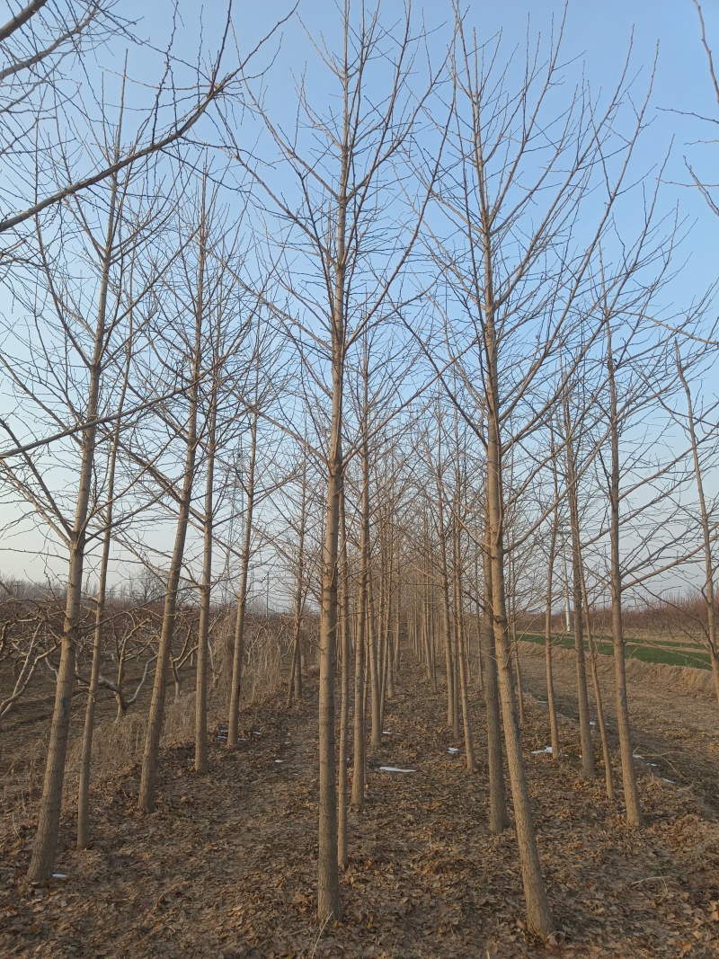 4-12cm银杏树出售，树形优美量大优惠，产地河北邢台
