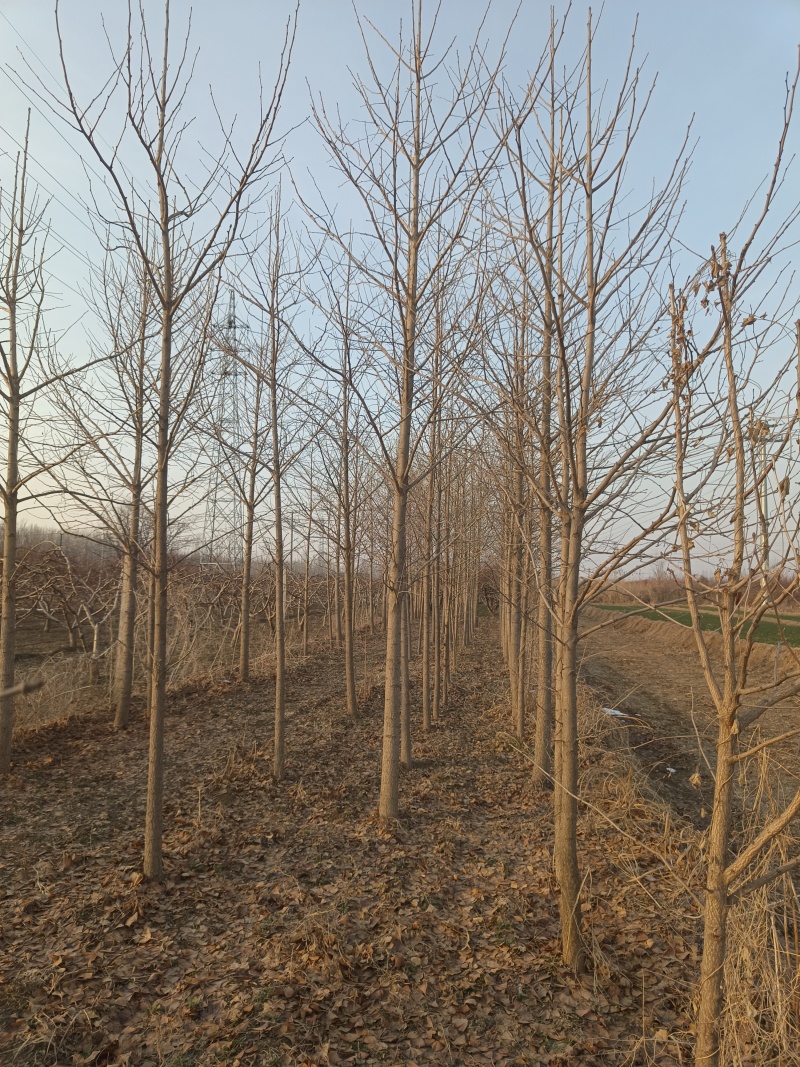 4-12cm银杏树出售，树形优美量大优惠，产地河北邢台