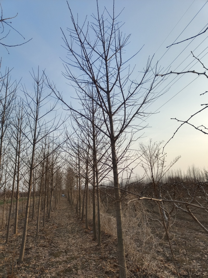 4-12cm银杏树出售，树形优美量大优惠，产地河北邢台