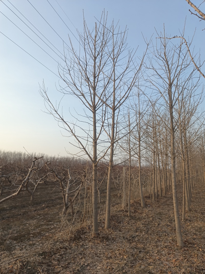 4-12cm银杏树出售，树形优美量大优惠，产地河北邢台