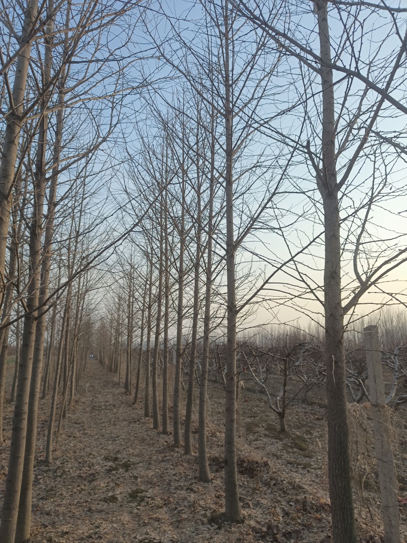 4-12cm银杏树出售，树形优美量大优惠，产地河北邢台