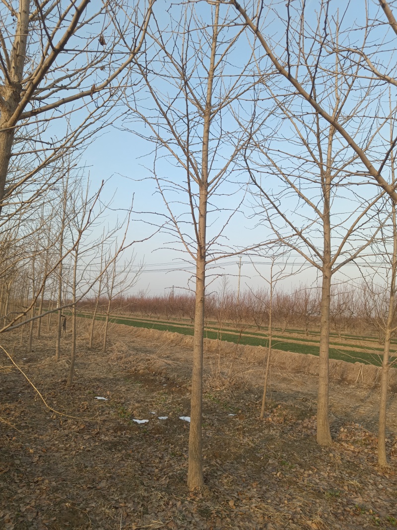 4-12cm银杏树出售，树形优美量大优惠，产地河北邢台