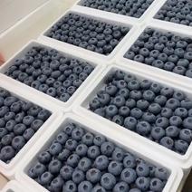 【优选】丹东蓝莓产地直发货源充足品种齐全