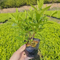 毛杜鹃高度20到30厘米大杯小杯都有现货福建漳州苗圃