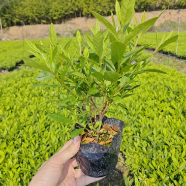 毛杜鹃高度20到30厘米大杯小杯都有现货福建漳州苗圃
