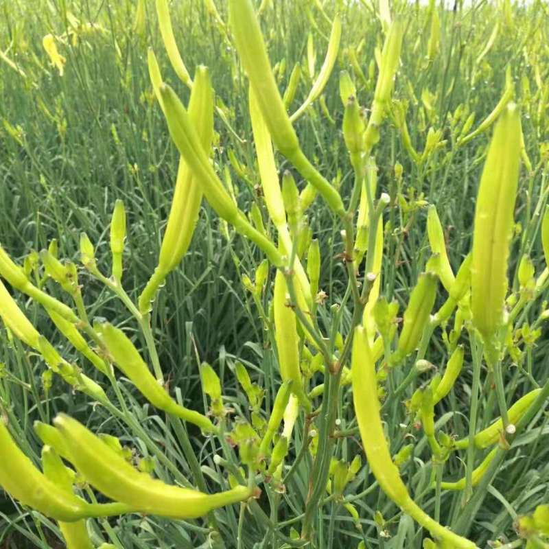 精品黄花菜大量上市诚信经营一手货源品质保证欢迎来电采购
