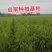 高产优质黄花菜种苗苗子纯量大从优免费提供技术指导