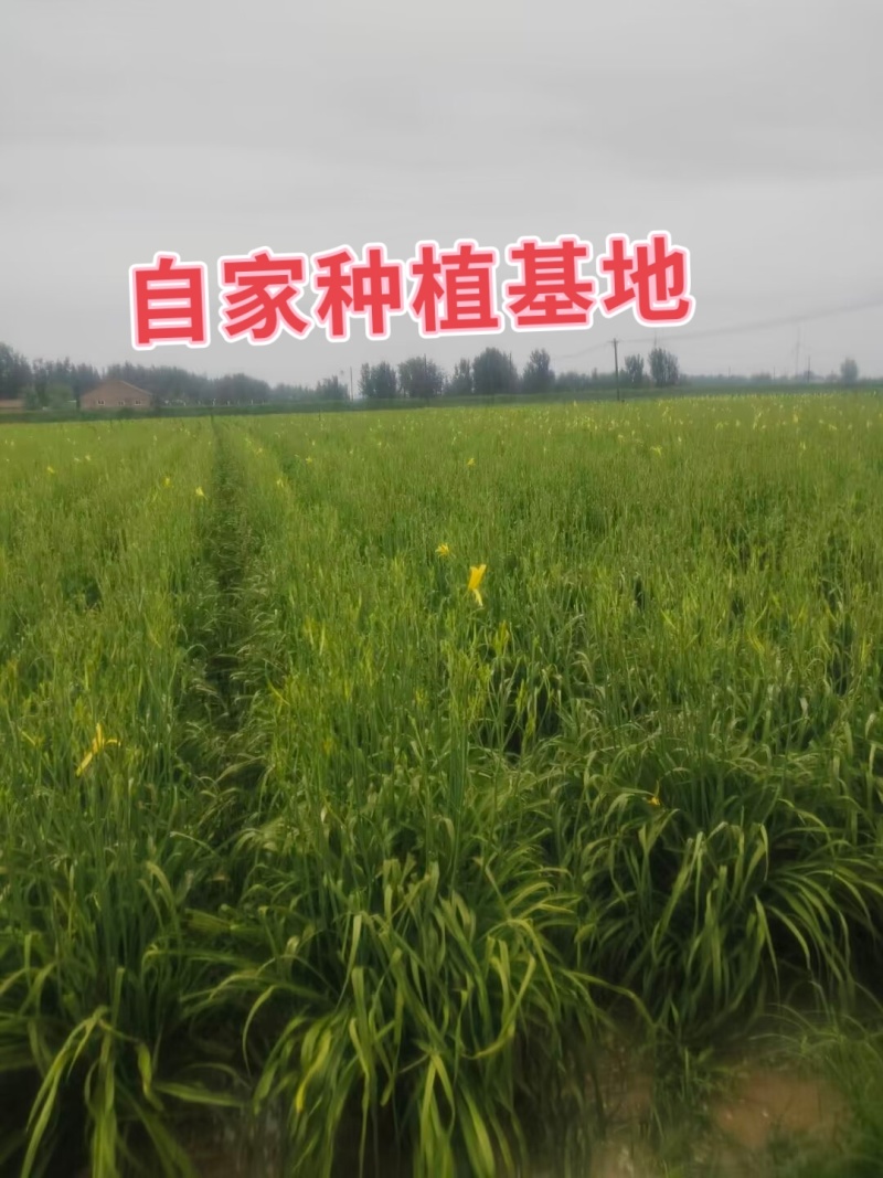 高产优质黄花菜种苗苗子纯量大从优免费提供技术指导