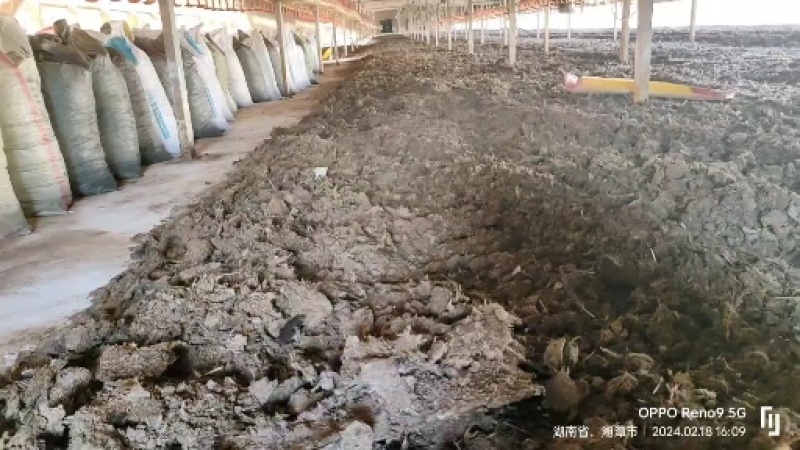 优质稻壳鸡粪纯干鸡粪花卉苗木基肥底肥养殖场直供