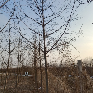 4-12cm银杏树出售，树形优美量大优惠，产地河北邢台