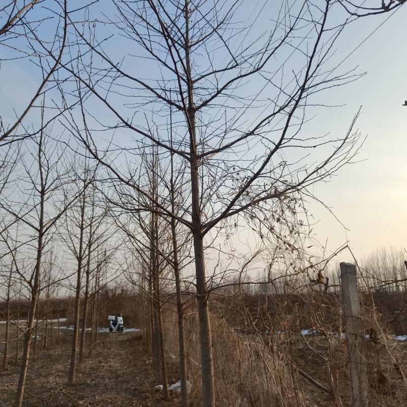 4-12cm银杏树出售，树形优美量大优惠，产地河北邢台