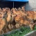 山东济宁【梅花鹿】养殖场质量保证品种纯正假一赔十