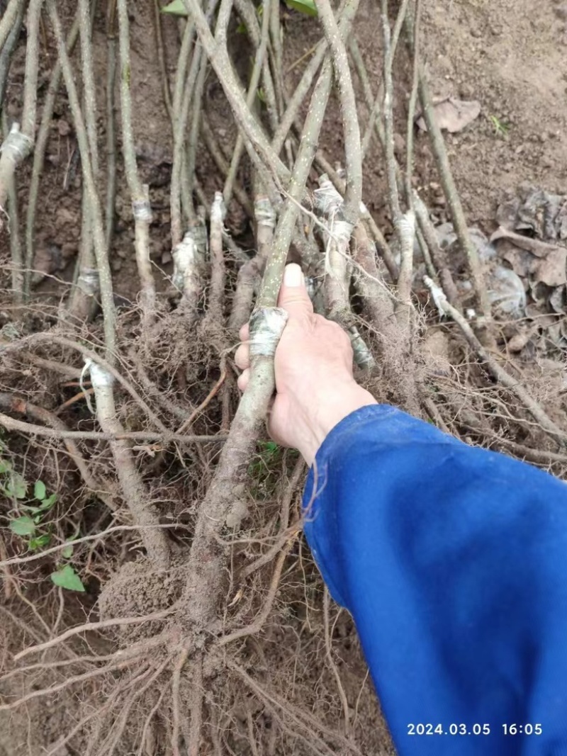 夏蜜梨(蜜雪梨2号)苗子，南方高端梨特早熟梨，基地直发