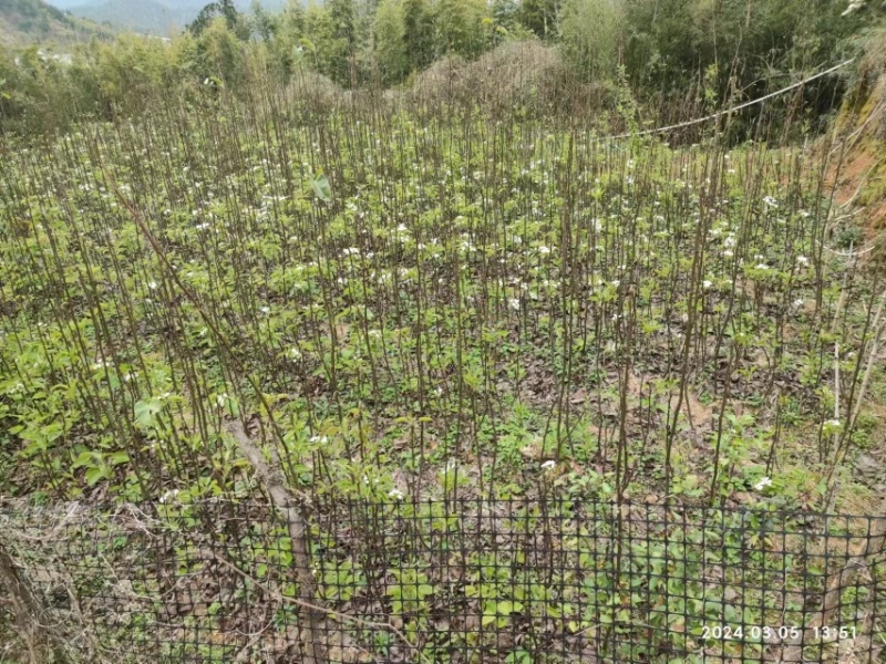 夏蜜梨(蜜雪梨2号)苗子，南方高端梨特早熟梨，基地直发