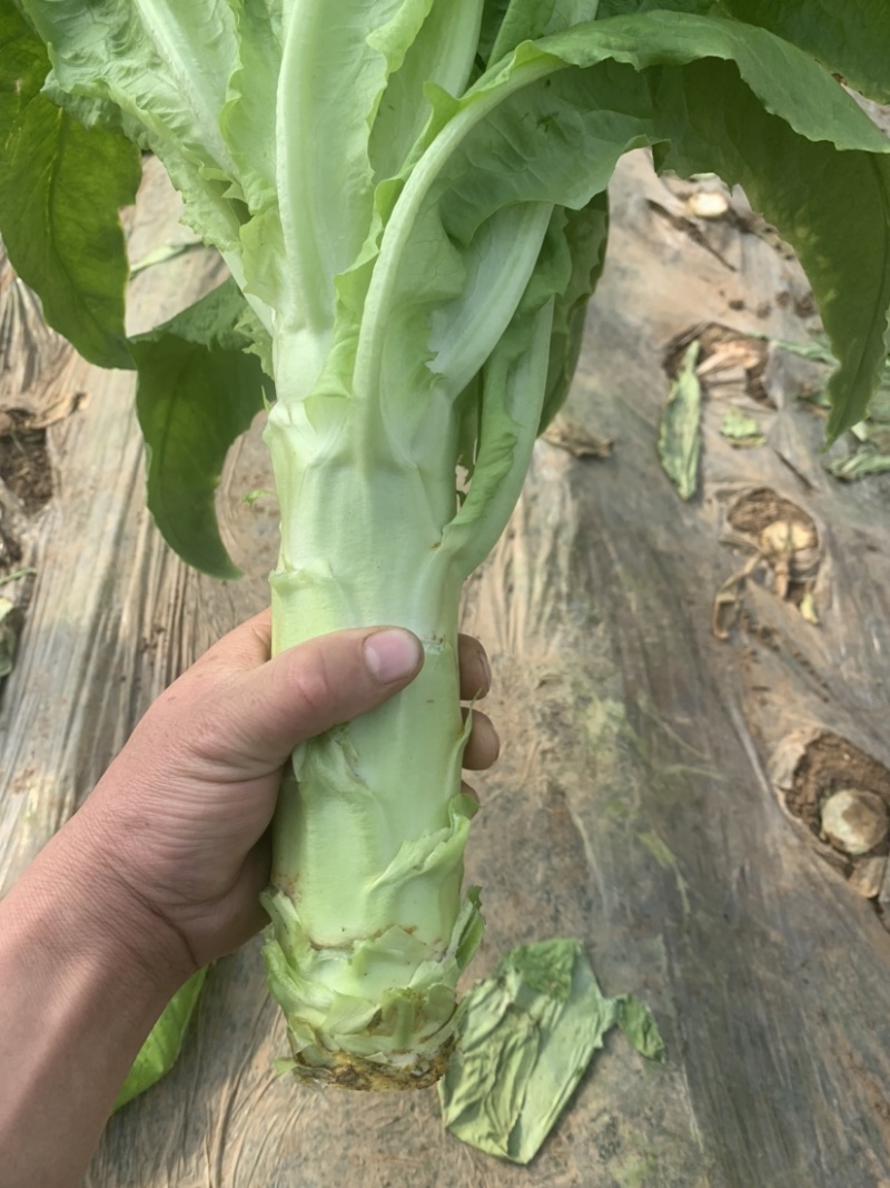 三青皮莴苣