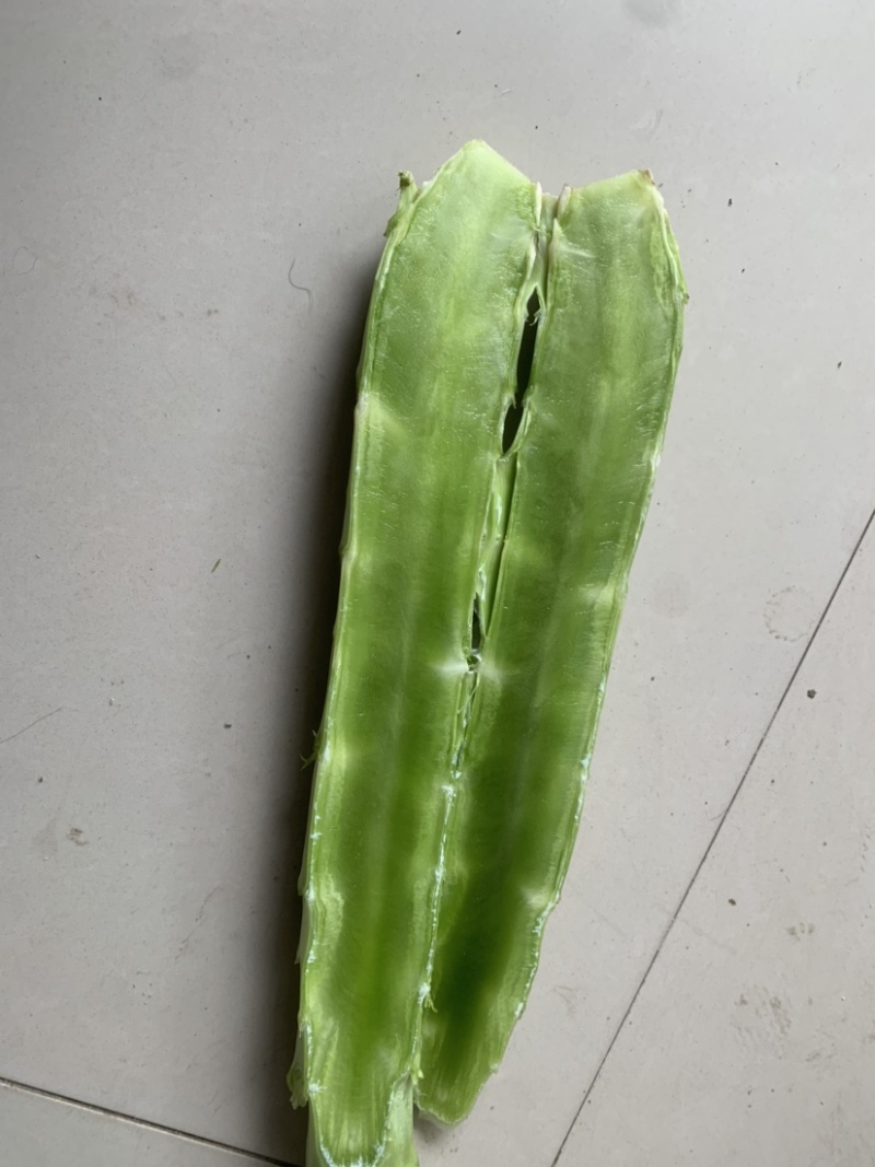 三青皮莴苣