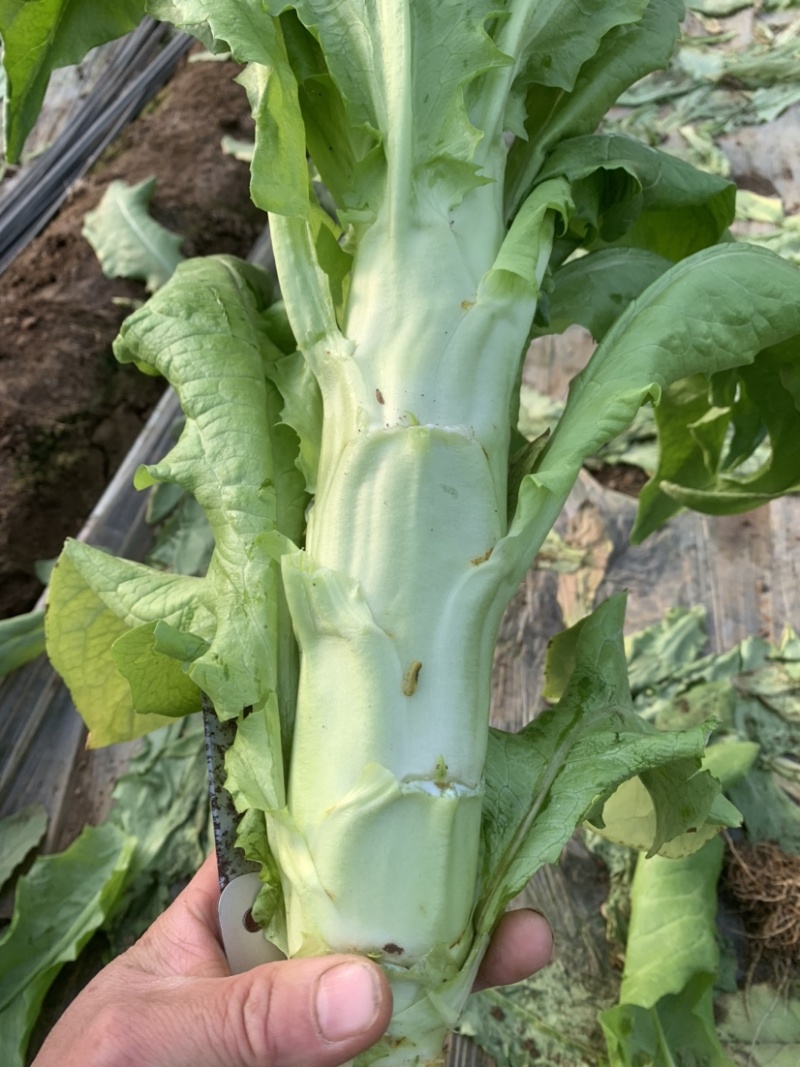 三青皮莴苣